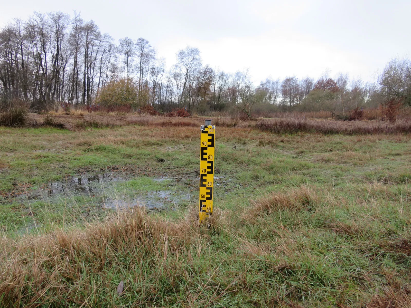 weies Moor