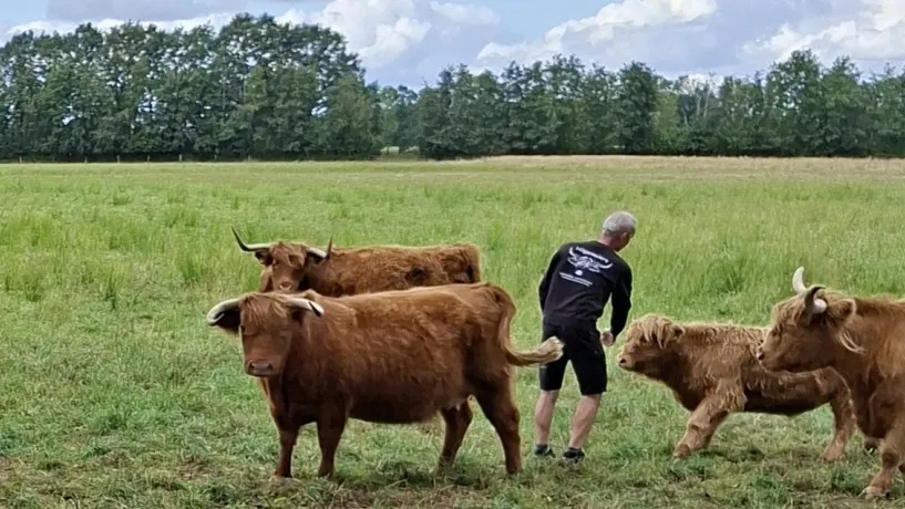 Schottische Hochlandrinder auf einer Weide, zwischen ihnen ein Mann, dem ein Kalb entgegenläuft